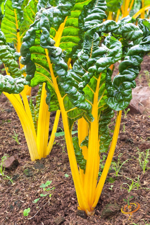 orange seeds for planting Swiss Chard