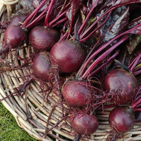 Freshly harvested Bulls Blood beets with deep red roots and burgundy foliage on a wicker basket