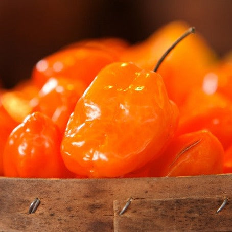 Pepper (Hot) - Habanero, Orange 🔥🔥🔥🔥