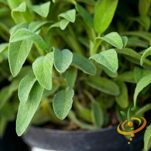 broadleaf house plant Sage