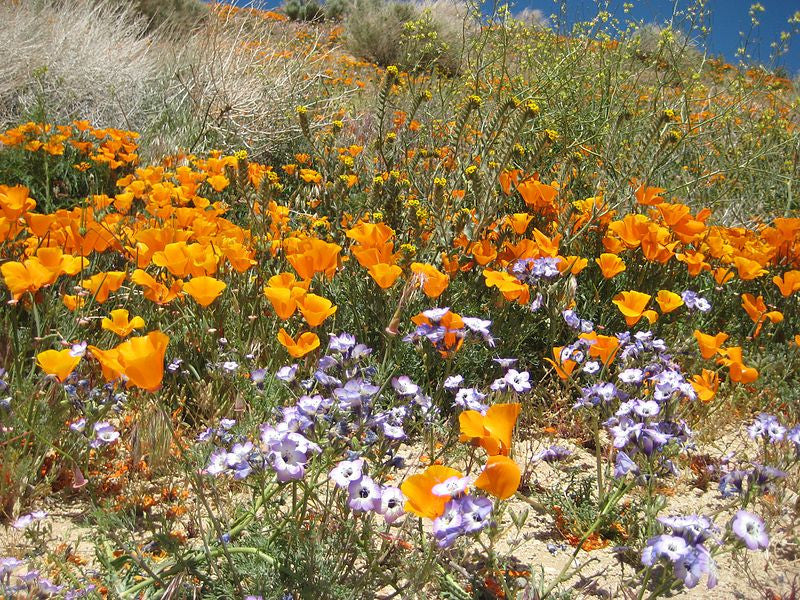 July Wildflowers エリザベス・キャメロン Wildflowers - California Native Scatter Garden Seed Mix