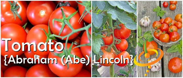 Tomato - Abraham (Abe) Lincoln (Indeterminate) - SeedsNow.com