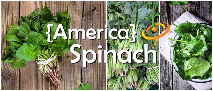 Fresh green spinach leaves from SeedsNow's America seeds, showcasing vibrant, healthy spinach ideal for salads and cooking.