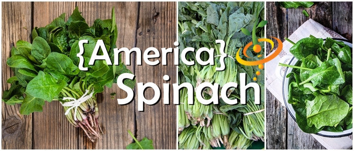 Spinach - America.