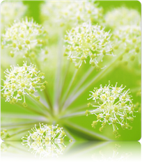 Angelica (Wild Celery / Holy Ghost)