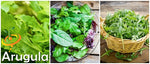 Arugula - Roquette (Rocket) seeds – SeedsNow.com