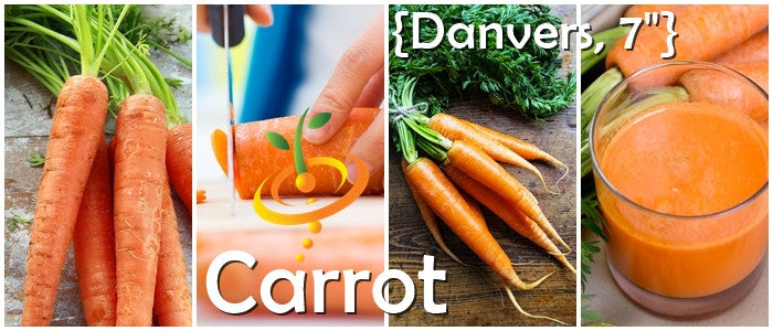 Carrot - Danvers, 7" Long.