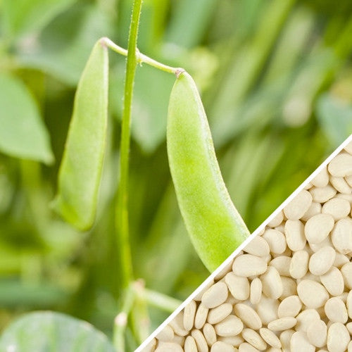 Bean, Lima/Bush - Thorogreen seeds