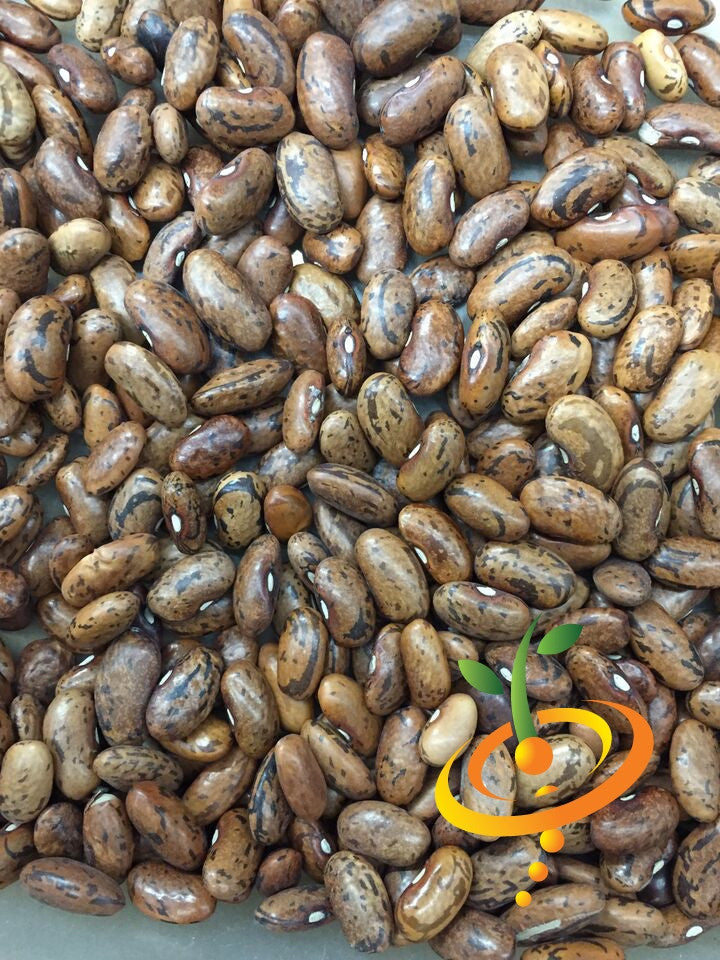 Buy Rattlesnake Pole bean seeds online in the USA! Purple & green