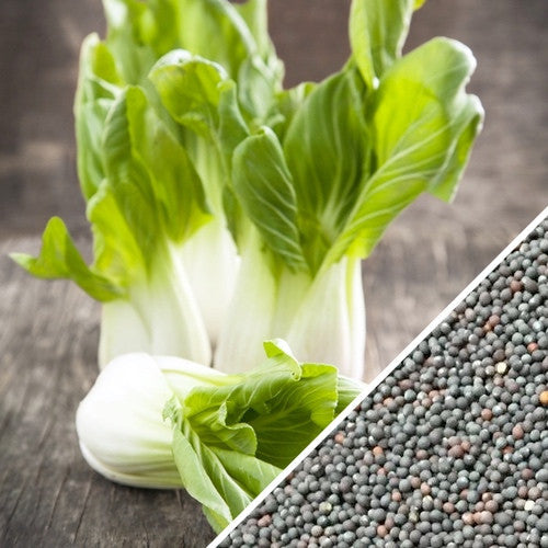 Buy Cabbage Bok Choy Chinese Pak Choi seeds for sale online in the
