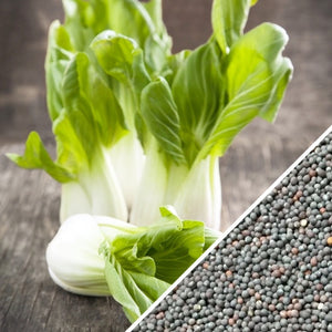 planting bok choy seeds Cabbage