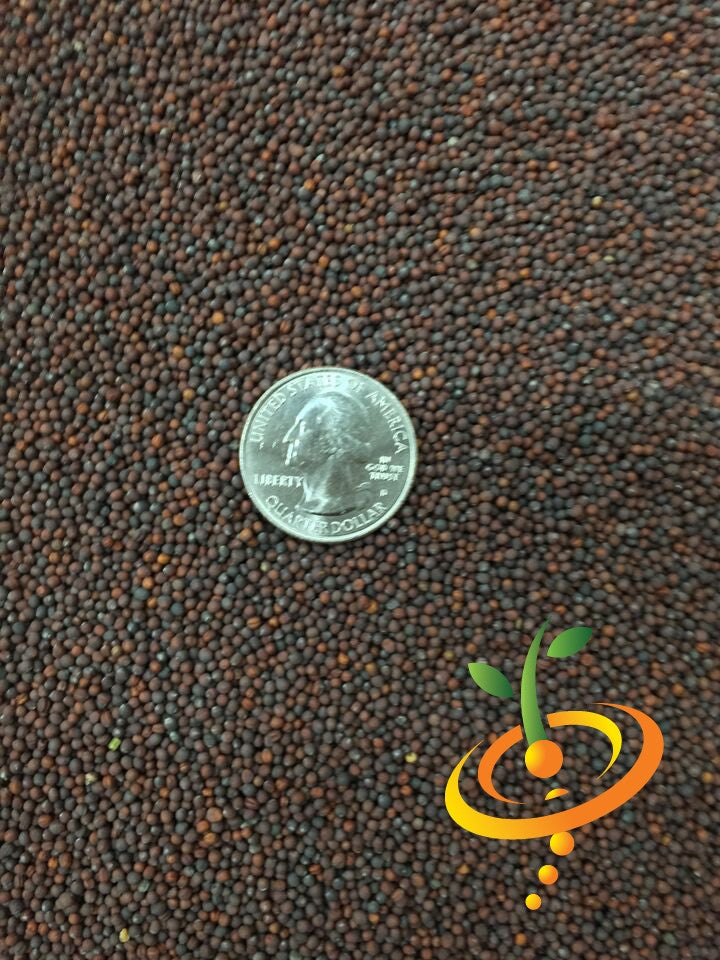 Michihili Cabbage Seeds - Rare Chinese Variety for Home Gardening