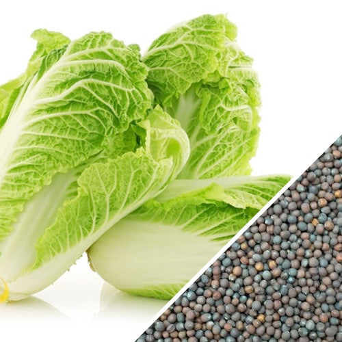Michihili Cabbage Seeds - Rare Chinese Variety for Home Gardening
