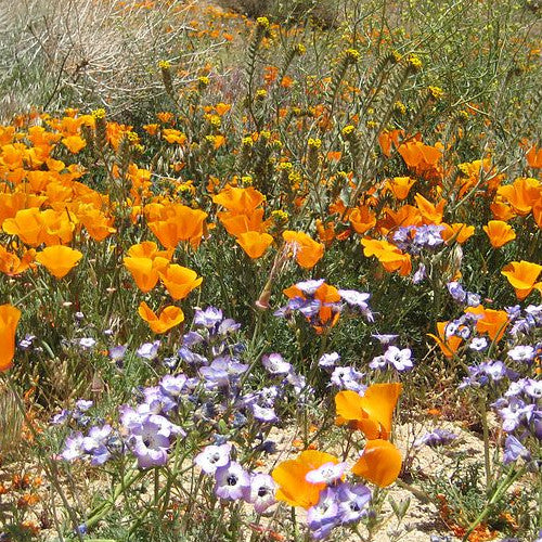 Wildflowers - California Native Scatter Garden Seed Mix