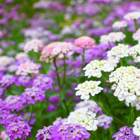 dwarf flower seeds Candytuft, Fairy Dwarf Mix Flower seeds – SeedsNow.com