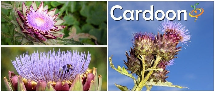 Where to Buy Cardoon (Purple Artichoke Thistle) seeds - SeedsNOW.com