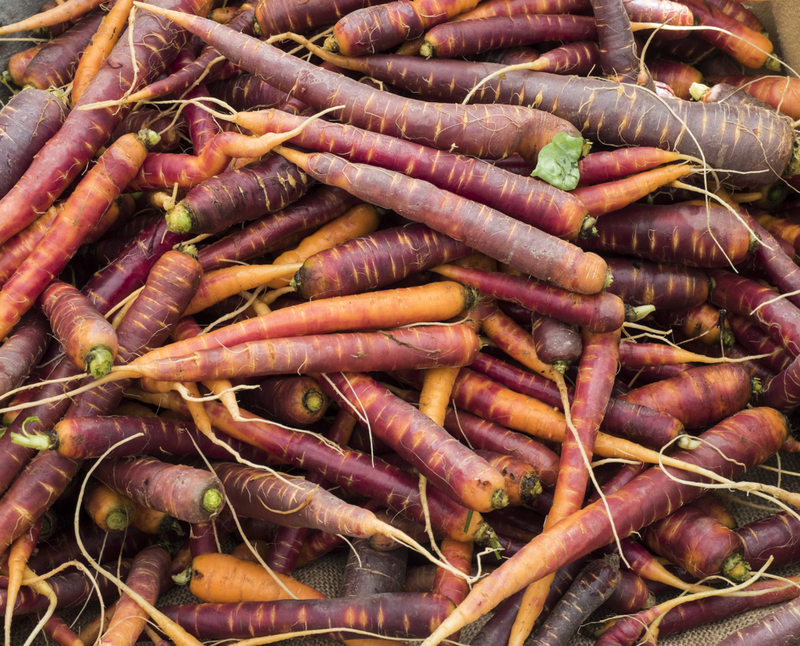 Carrot - Purple Haze, 8" Long (F1-HYBRID) - SeedsNow.com