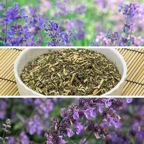 Catmint seeds – SeedsNow.com