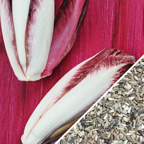 Chicory - Verona, Red seeds