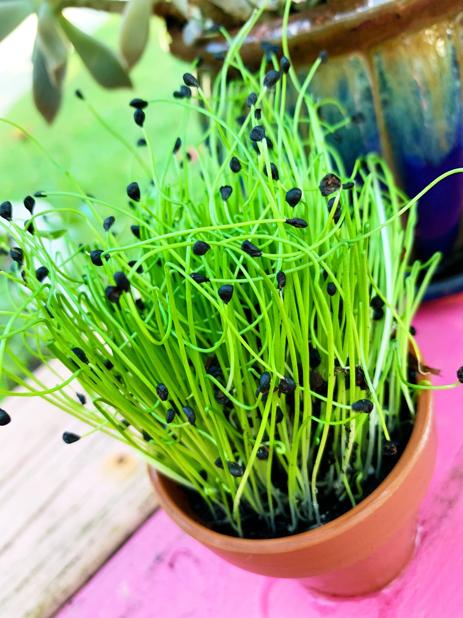 5+ Microgreen Chives non-GMO Sprouts/Microgreens - Chives, Garlic seeds! SeedsNOW.com