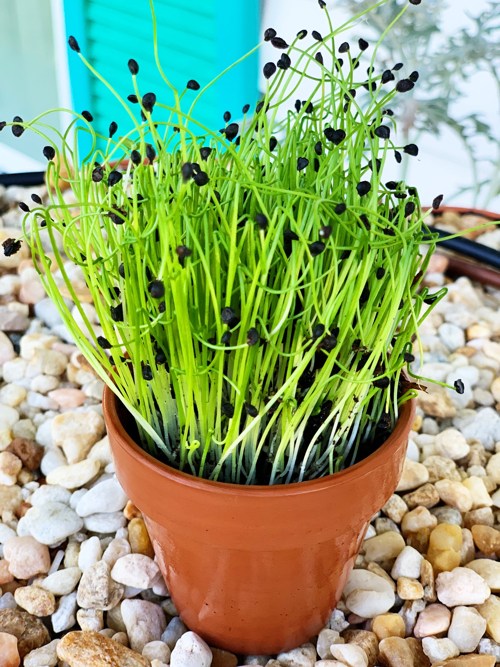 5+ Microgreen Chives non-GMO Sprouts/Microgreens - Chives, Garlic seeds! SeedsNOW.com