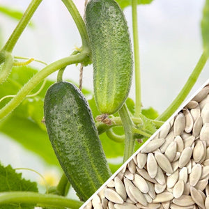 best cucumber seeds to plant Space Master Seeds
