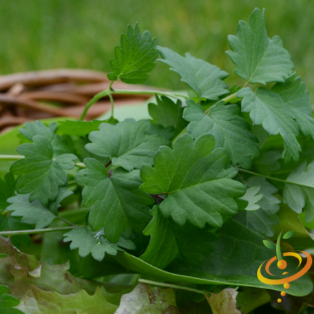 Chervil (French Parsley) seeds – SeedsNow.com