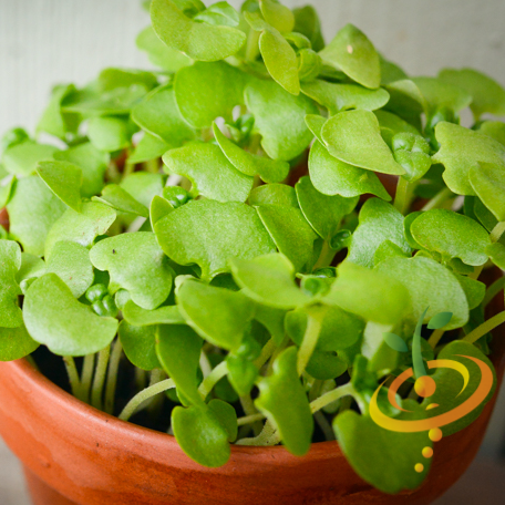 Sprouts/Microgreens - Basil, Green