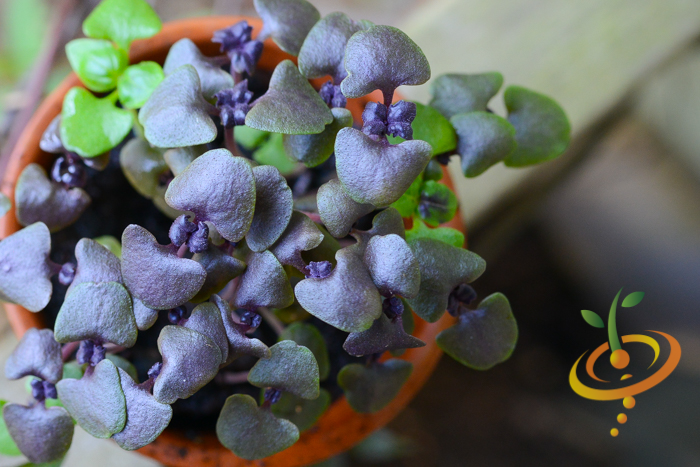 Sprouts/Microgreens - Basil, Purple - SeedsNow.com