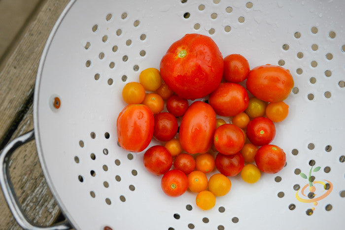 Small Red Cherry Tomato seeds | Indeterminate, Bursting with