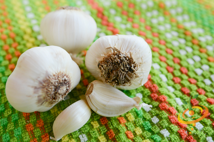 Garlic - (Soft Neck) Silver Rose.
