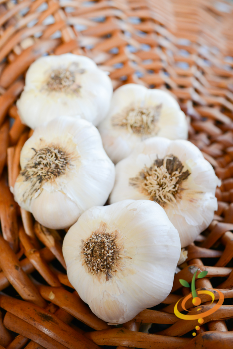 Garlic - (Soft Neck) Early Purple Italian (Organic) *PRE-ORDER* - SeedsNow.com