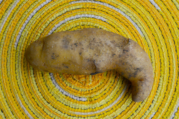 Potato (Late-Season) Fingerling - Russian Banana (ORGANIC) - SeedsNow.com