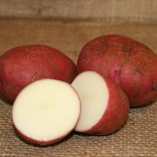 Potato (Mid-Season) - Dark Red Norland (ORGANIC)