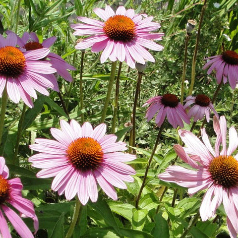 pink echinacea seeds Echinacea (Purple Coneflower) Seeds from SeedsNow.com