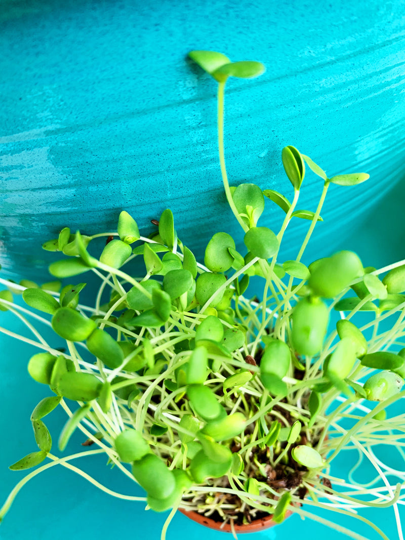Sprouts/Microgreens - Flax (brown) - SeedsNow.com