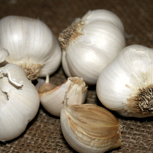 Garlic - (Soft Neck) Italian Late *PRE-ORDER* - SeedsNow.com