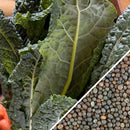 Lacinato Kale aka 'Dinosaur Kale' (Brassica oleracea) – Co
