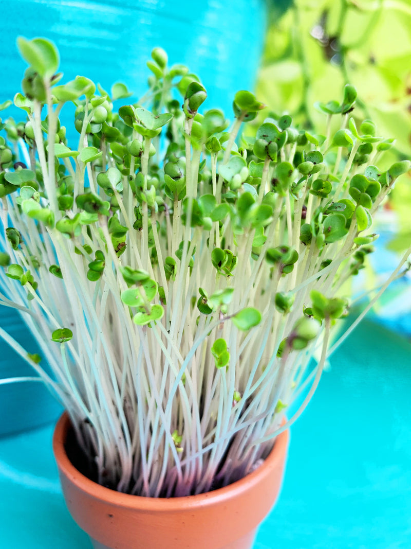 Sprouts/Microgreens - Kale, Green Curly - SeedsNow.com