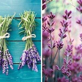 English Lavender Herb Seeds