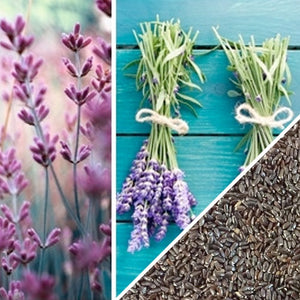 starting english lavender from seed English Lavender Herb Seeds