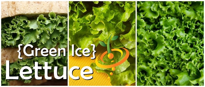 Lettuce - Green Ice