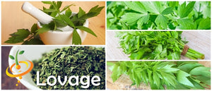 planting lovage seeds Lovage seeds – SeedsNow.com