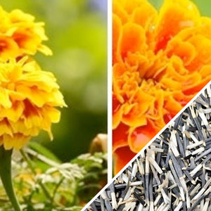 marigold seeds to flower Marigold