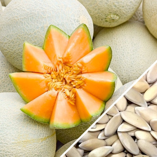 Melon (Cantaloupe) - Planters Jumbo seeds – SeedsNow.com