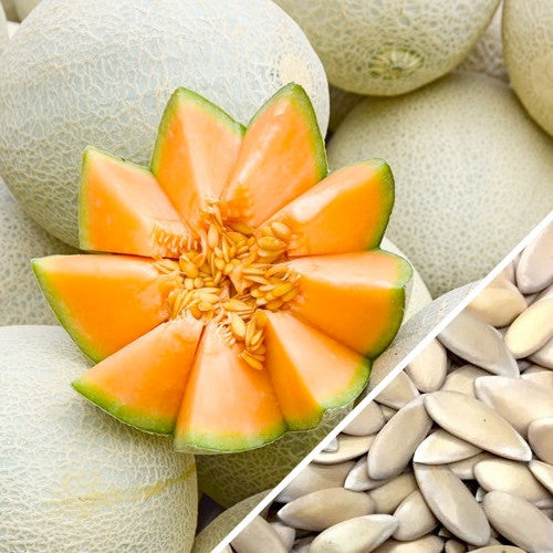 Melon (Cantaloupe) - Planters Jumbo | Order Heirloom Organic Vegetable Seeds |
