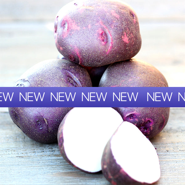 Potato (Early-Season) - Purple Viking (ORGANIC) - SeedsNow.com