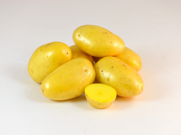 Potato, Fingerling (Early-Season) - Noelle - SeedsNow.com