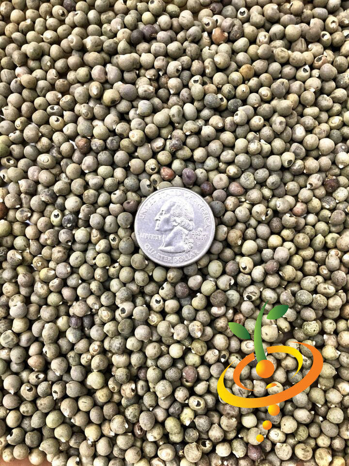 Close-up of Okra Clemson Spineless seeds with a US quarter for size comparison