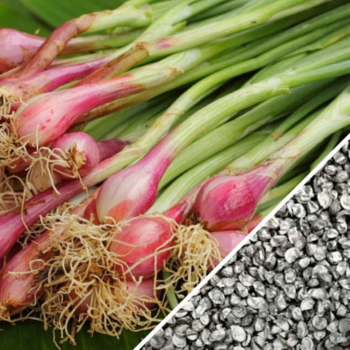 non-GMO Onion - Crimson Forest (Bunching) seeds! SeedsNOW.com